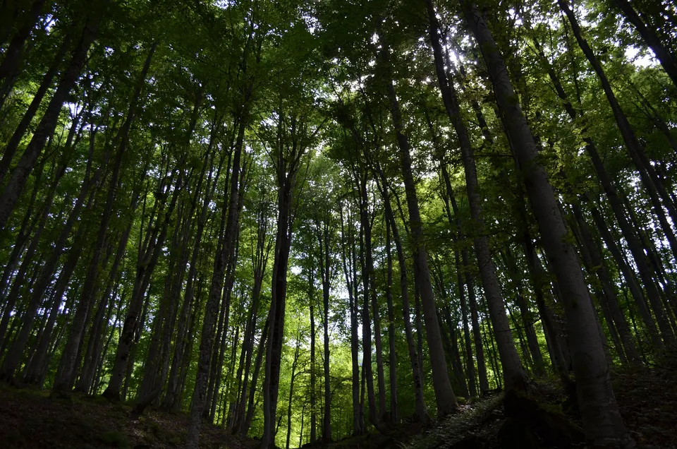 Nebiyan Dağı ormanları, Nebyan Yaylası ve Ormanları