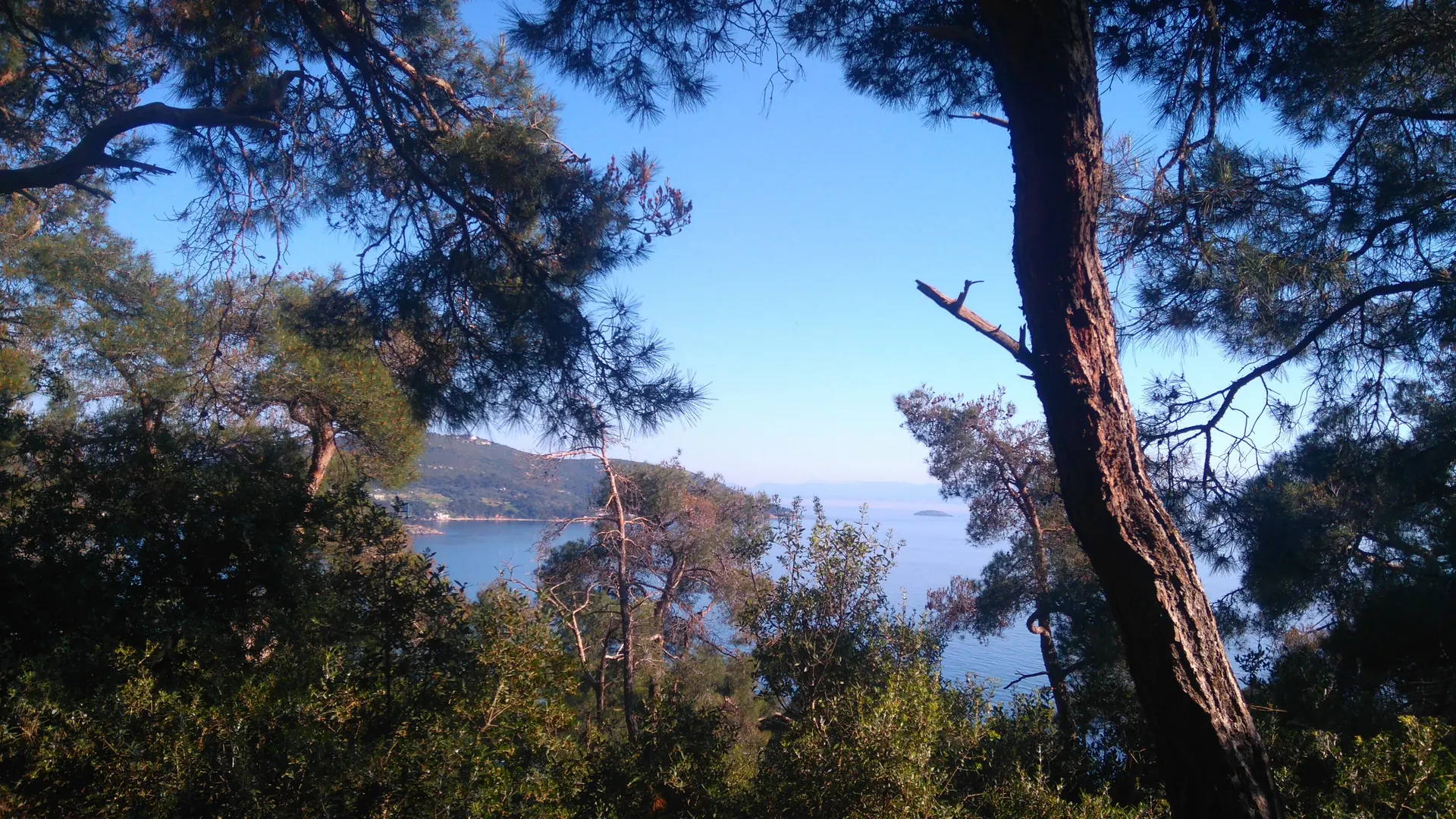 Büyükada, çamlar arasından Marmara, Adalar