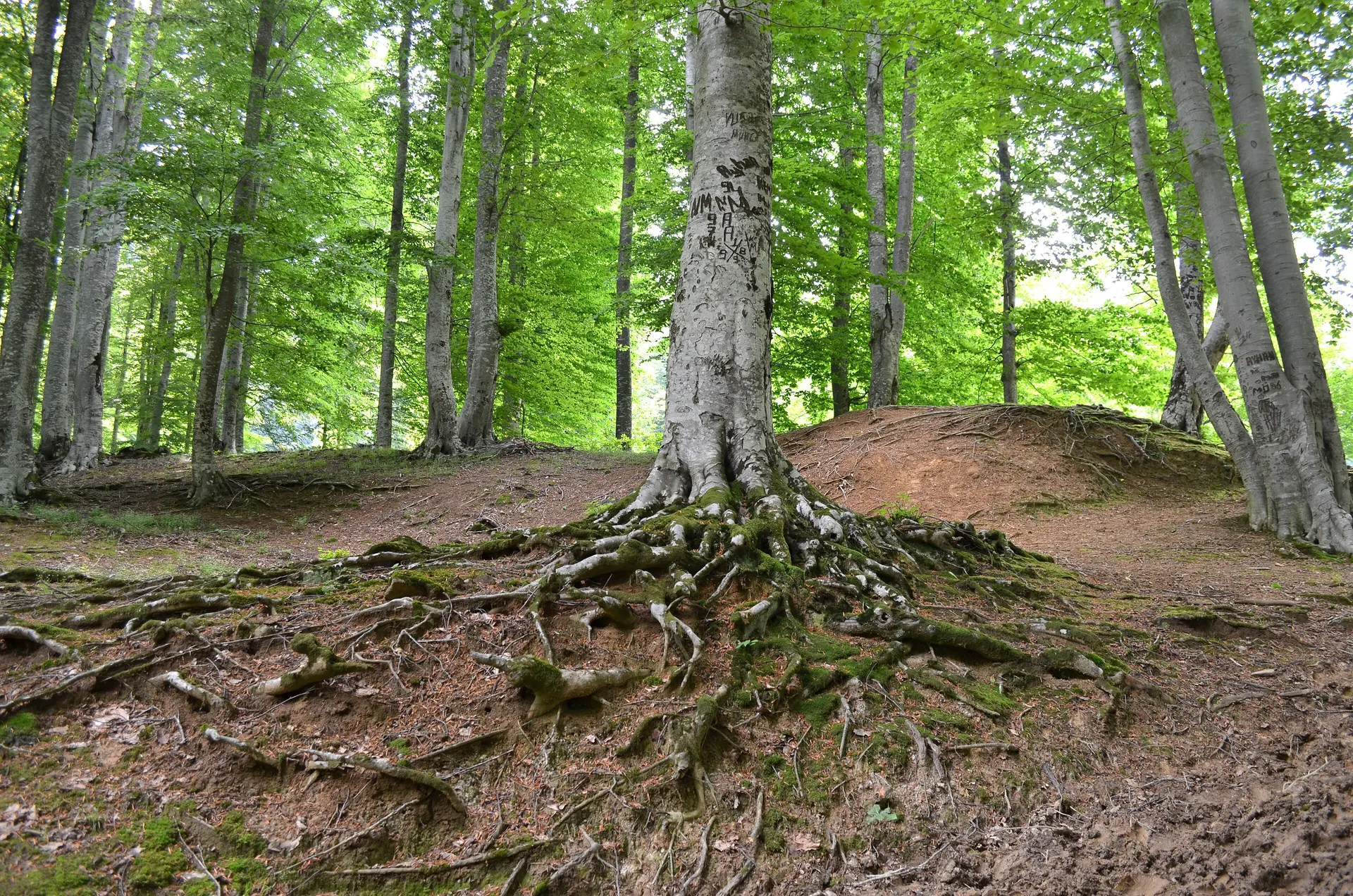 Nebiyan Dağı'nda kayın ormanı, Nebyan Yaylası ve Ormanları