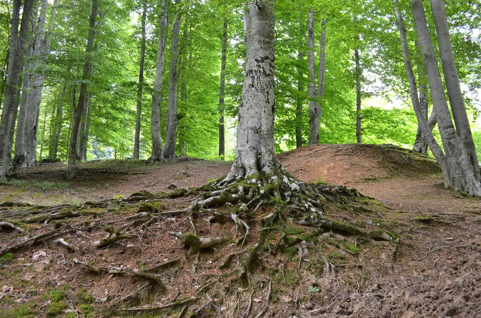 Nebyan Yaylası ve Ormanları