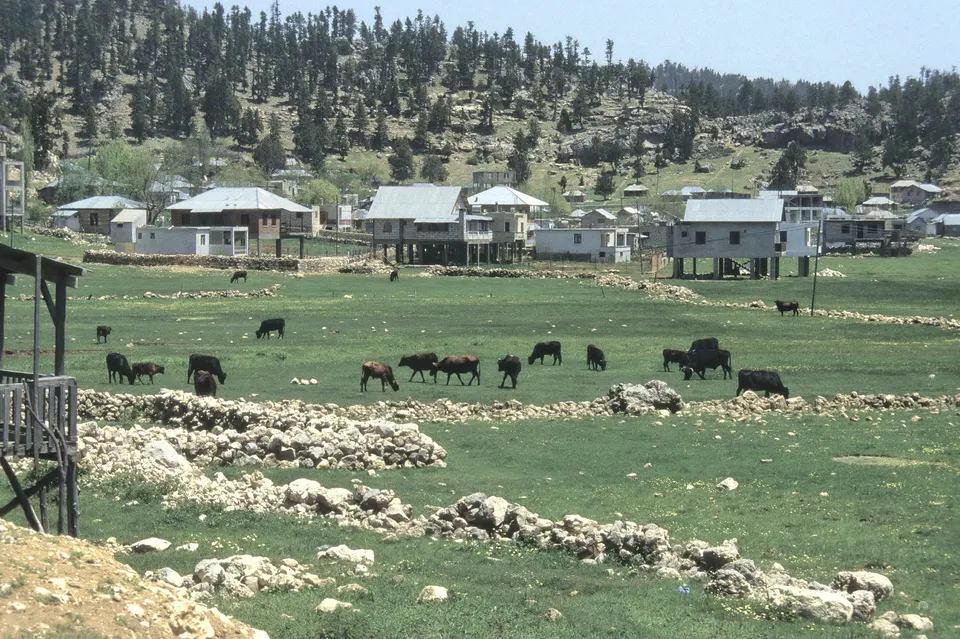 Abanoz Yaylası