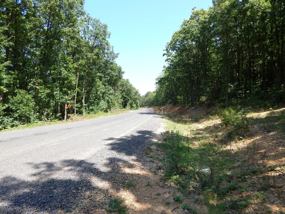 Kastro'ya giden orman yolu, Çamlıkoy (Kastro) koyu