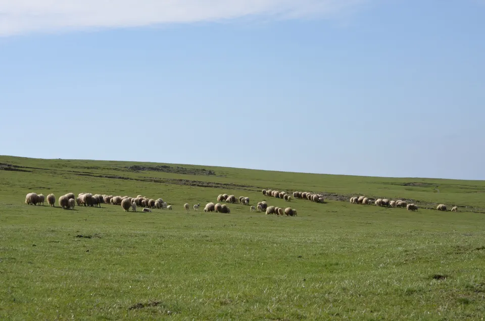 Kunduz Dağı'nda otlayan koyunlar, Kunduz Ormanları