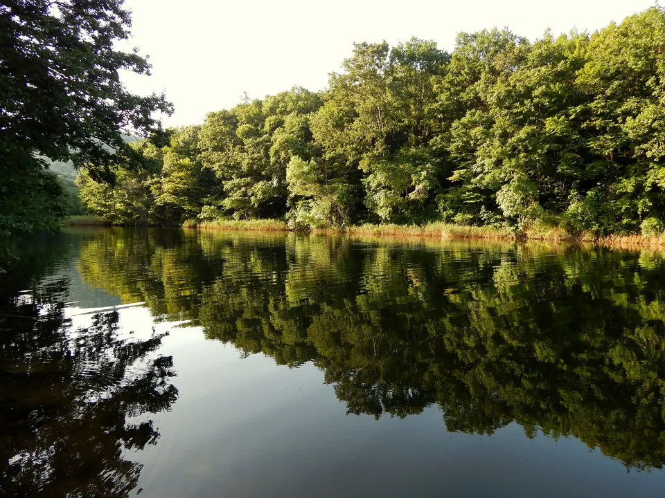 Kastro deresi, ormanla çevrili kıyı, Çamlıkoy (Kastro) koyu