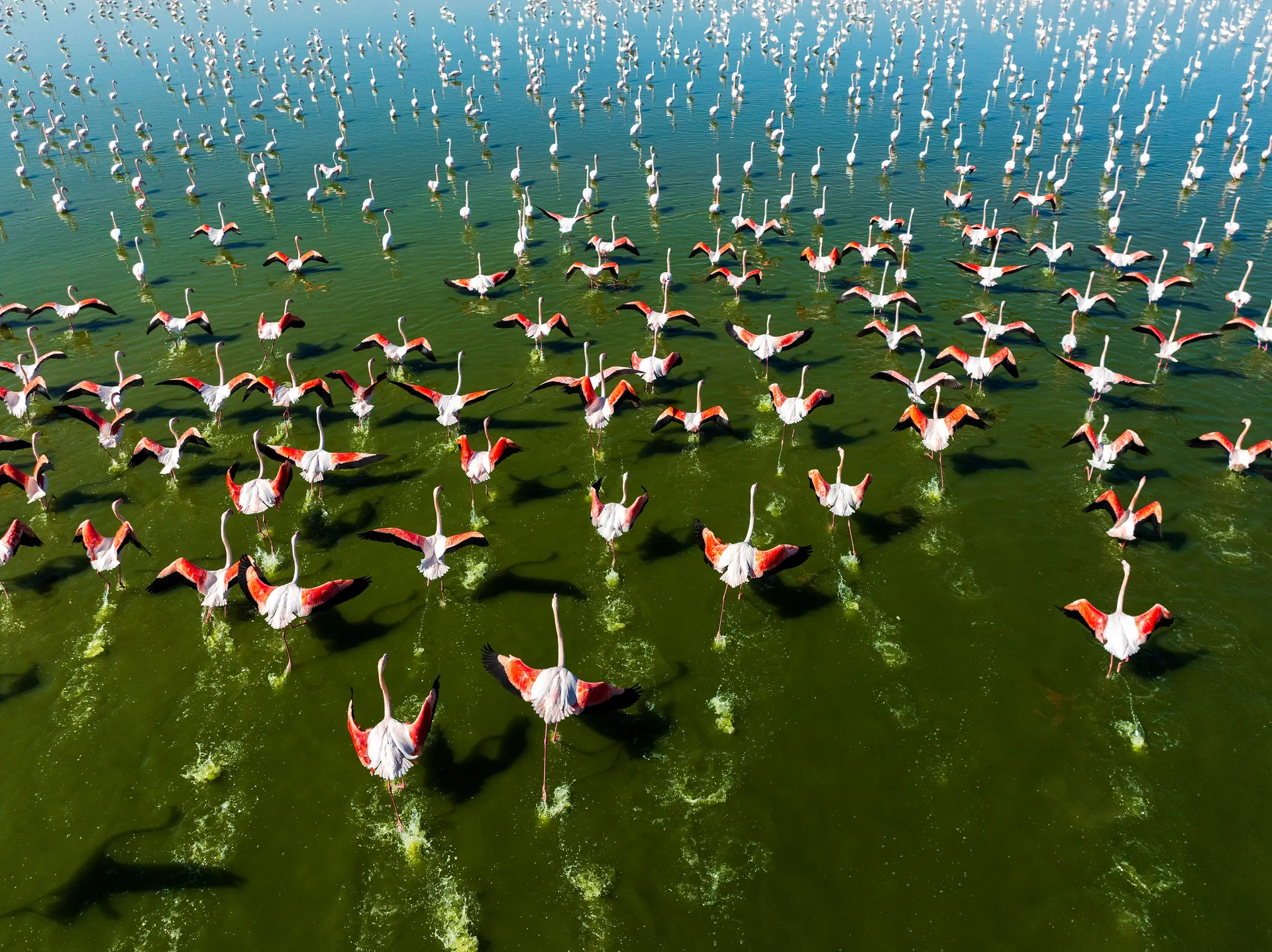 Akgöl Sazlığı'nda flamingolar, Akgöl Sazlığı