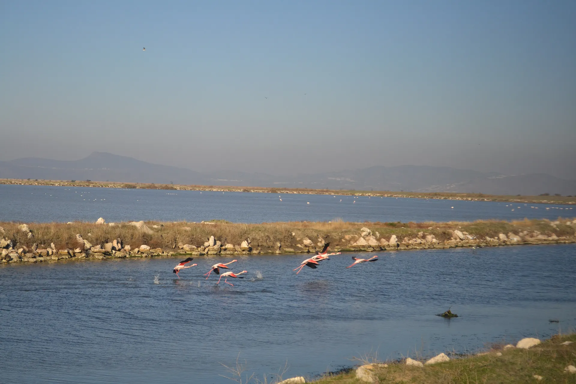 Gediz Deltası flamingoları, Gediz Deltası