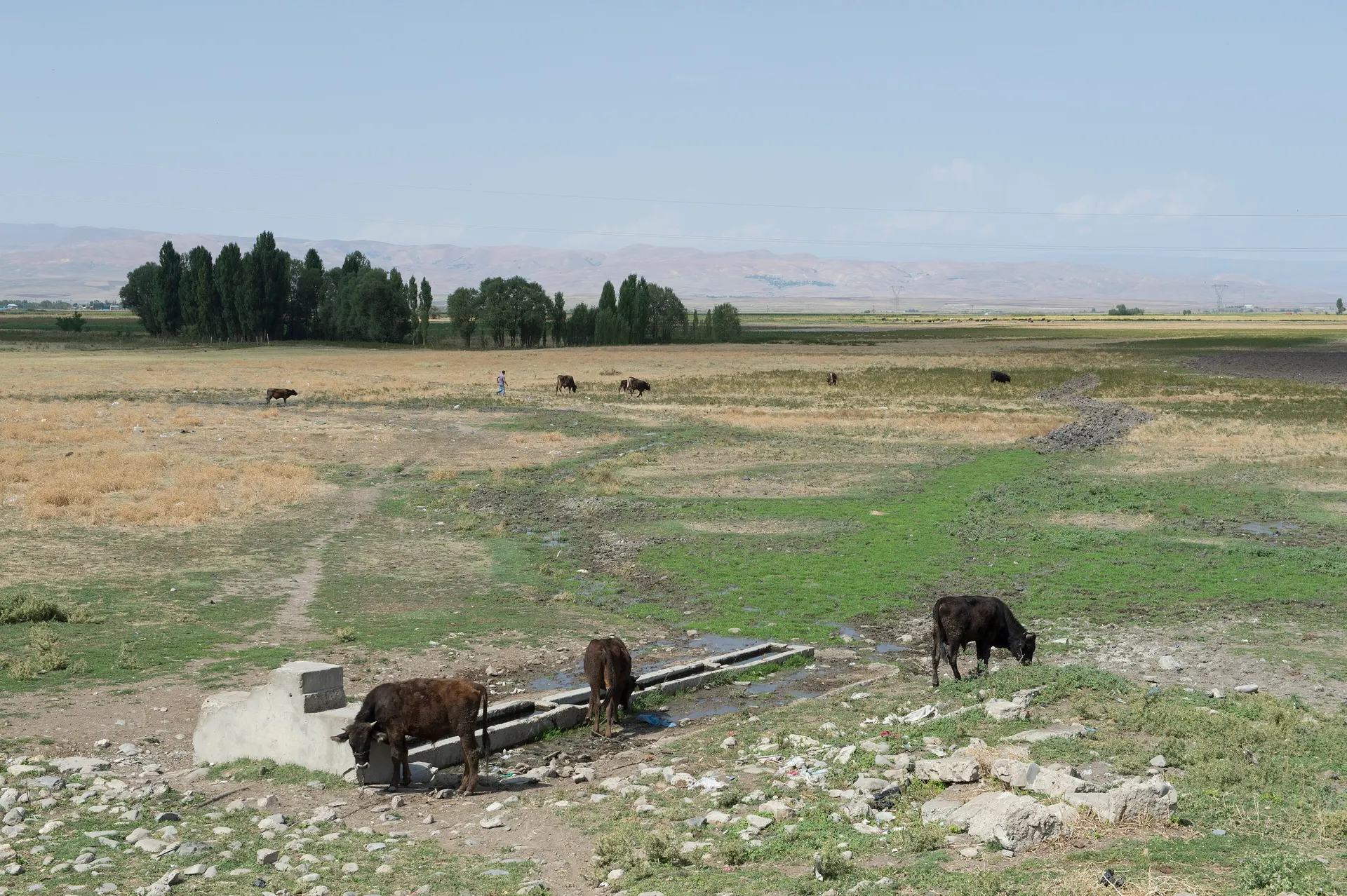 Muş Ovası, Muş Ovası ve lale tarlaları