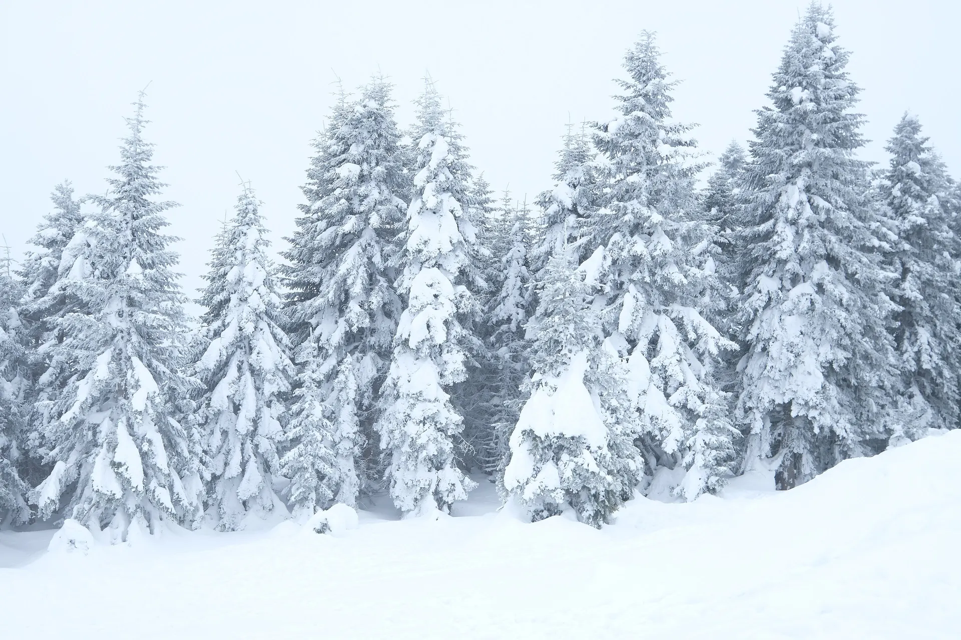Ilgaz Dağı Milli Parkı, Ilgaz Dağı Milli Parkı
