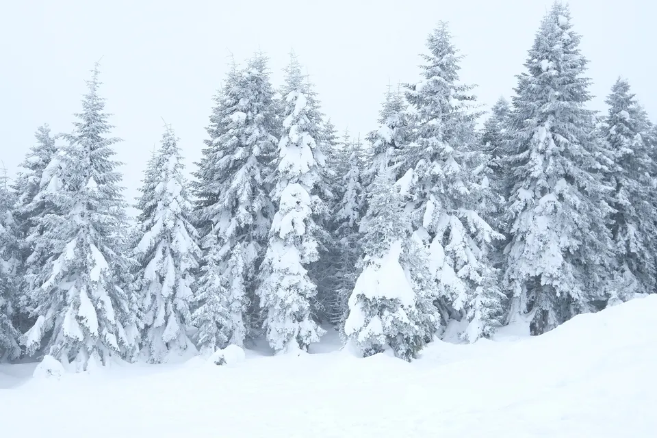 Ilgaz Dağı Milli Parkı